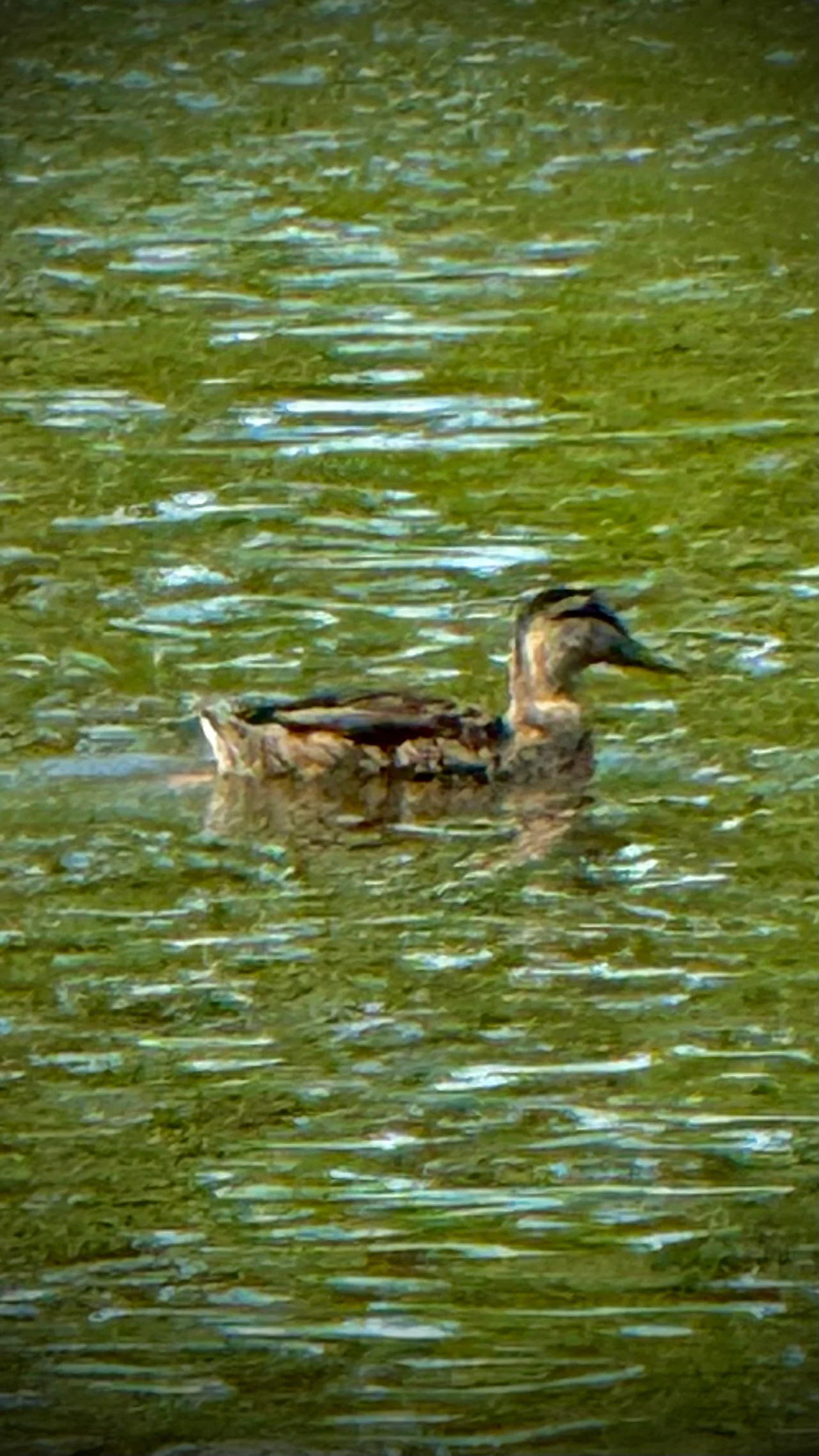 Watched this lone duck do it’s thing at the Bronte Harbour this morning while boats are creating wakes as it passed it the other direction,